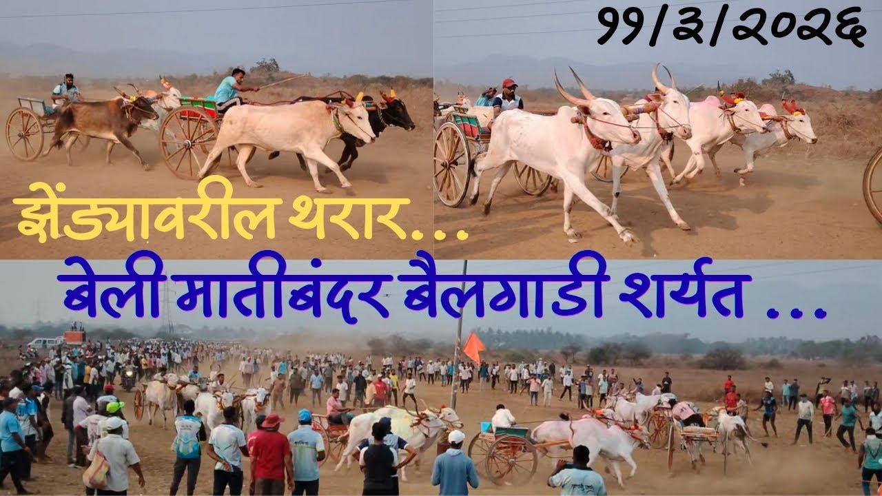 बेली मातीबंदर बैलगाडी शर्यत..11/3/26 #बैलगाडा_शर्यत_महाराष्ट्र #नाद_एकच_बैलगाडा_शर्यत #बैलगाडीशर्यत 