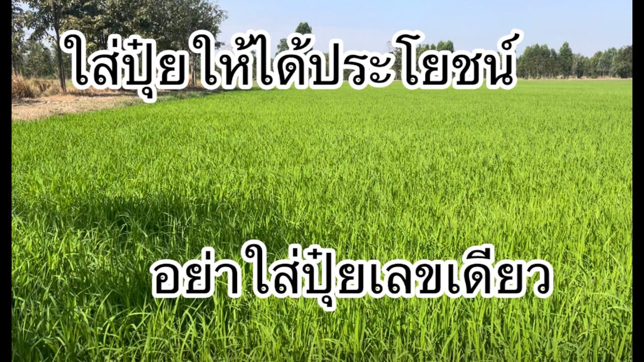 ใส่ปุ๋ยให้ได้ประโยชน์