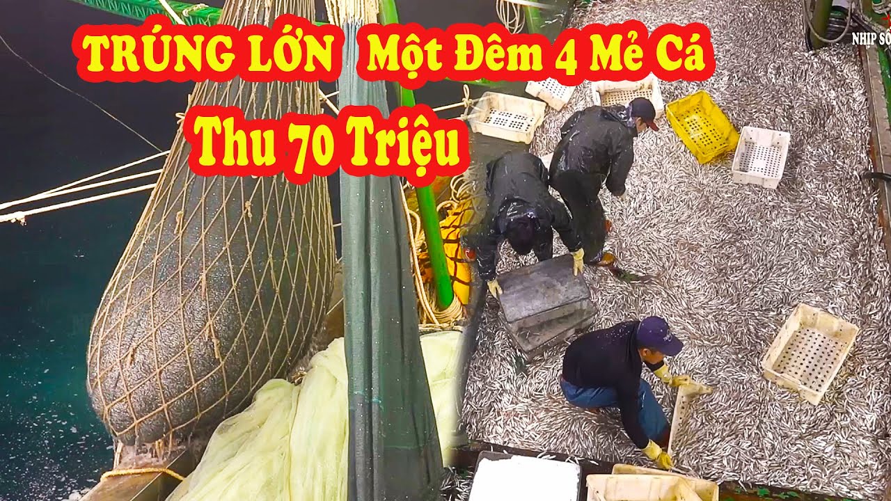 Ngư Dân Trúng Lớn 4 Mẻ Cá Cơm Một Đêm Thu 70 Triệu Đồng #174