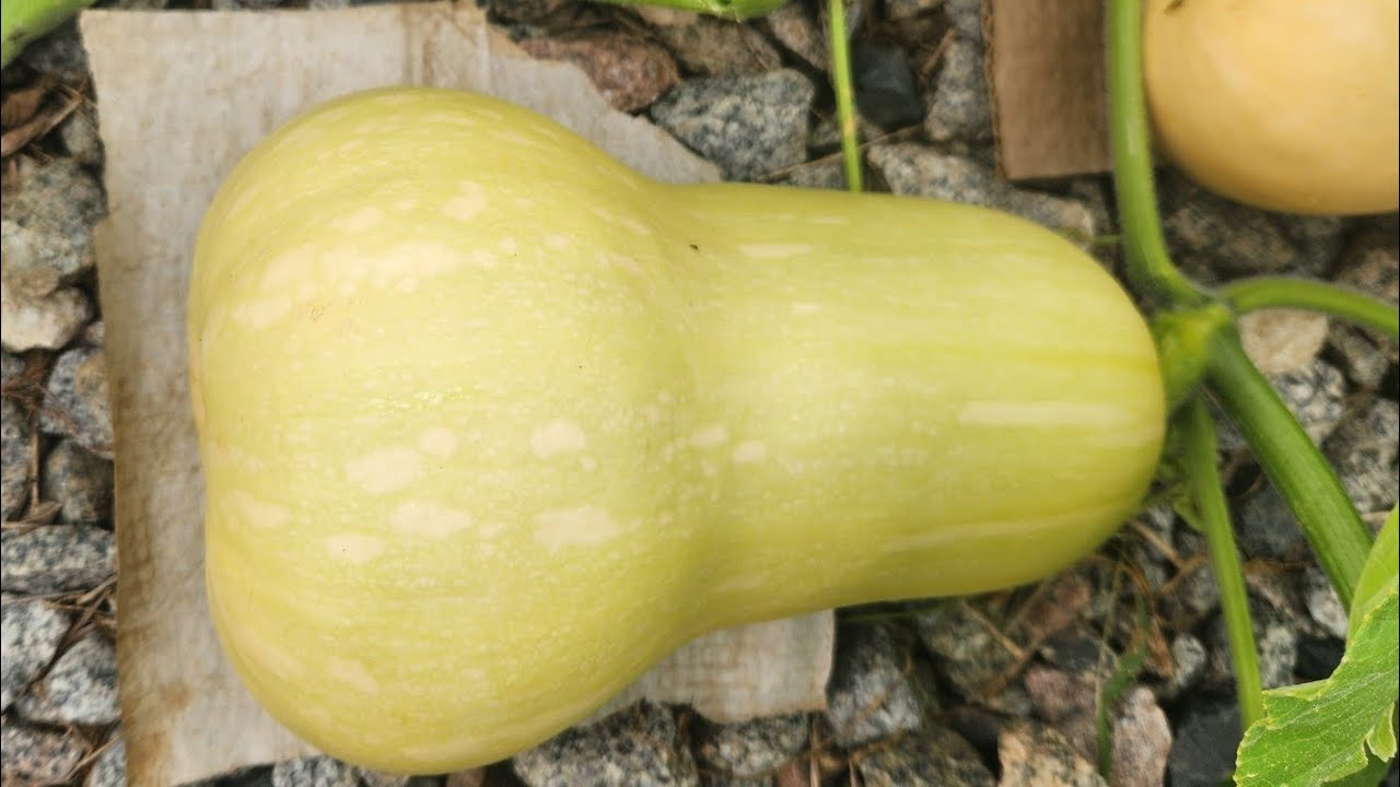 Butternut squash a couple that are pretty good size.