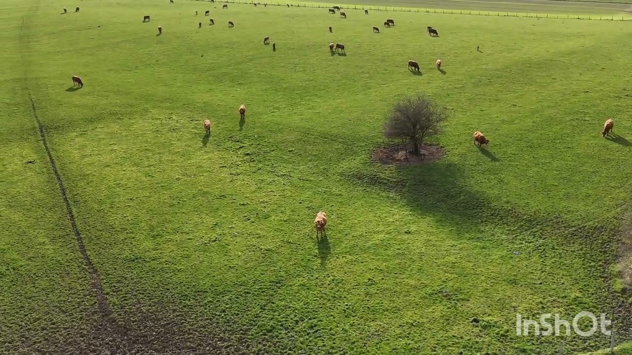 Que la campagne est belle 🐮🐄🐂 