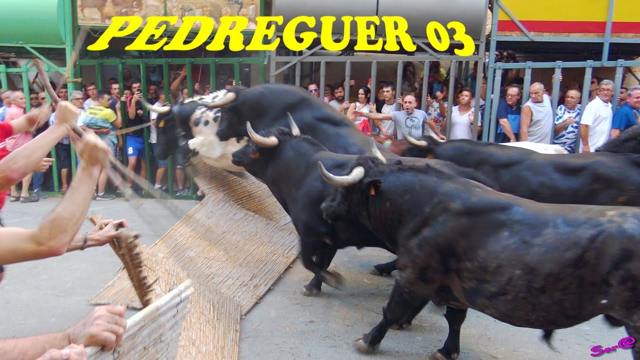✅2018 PEDREGUER 03 ◾ SOLTA de Cerriles La PALOMA