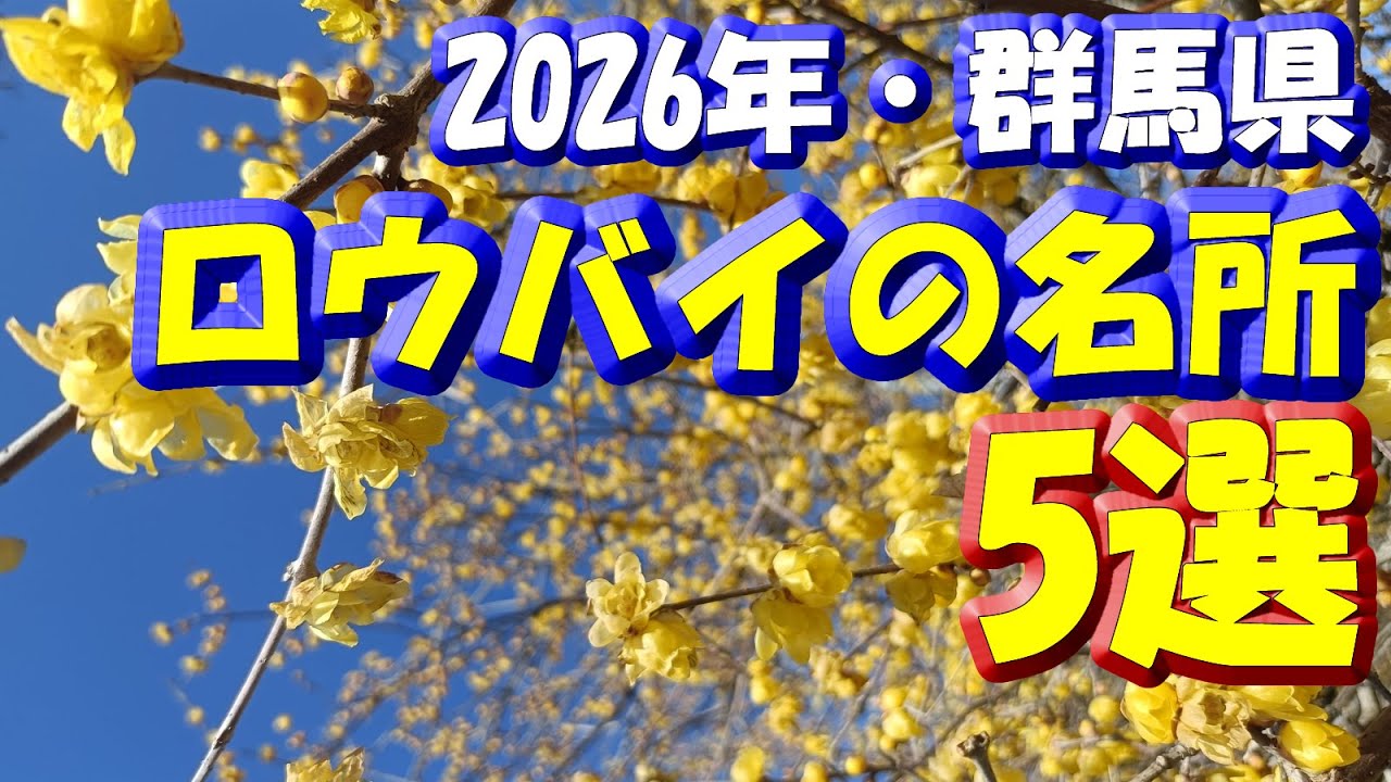 2026群馬県もうすぐ見頃【ロウバイの名所5選】開花状況「ロウバイの里(榛東村)」「ロウバイの郷こもち(渋川市)」「梅田湖ロウバイパーク(桐生市)」「新井ろう梅園(安中市)」「ロウバイの郷(安中市)」