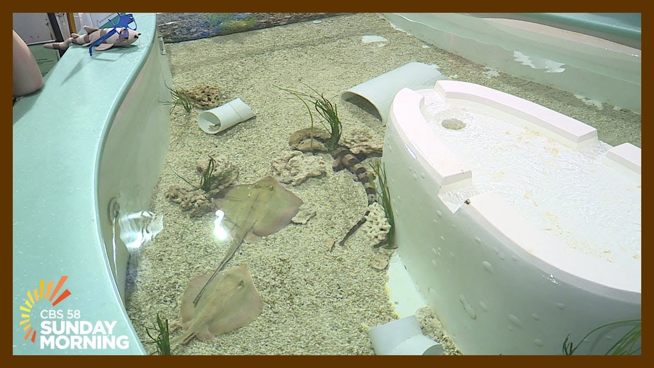 'They're not scary': Discovery World welcomes 4 new Bamboo Sharks from Shedd Aquarium, Minnesota Zoo