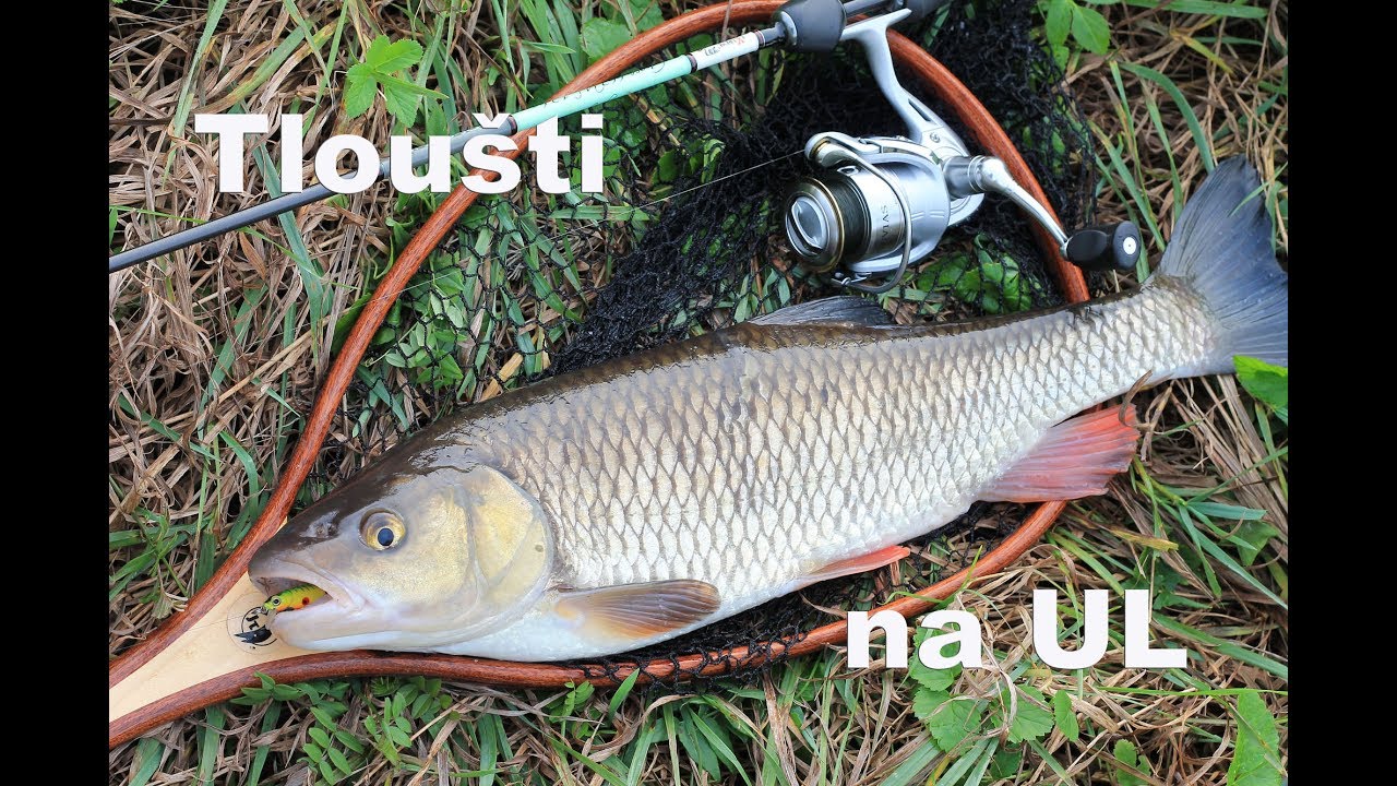 Václav Ebr - Lov tloušťů na UL