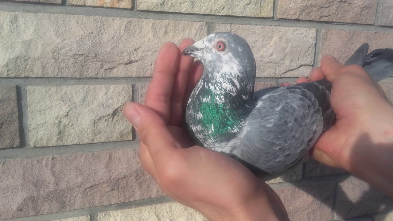 Cseh Bálint postagalamb Olympic Promise554 - Absolon