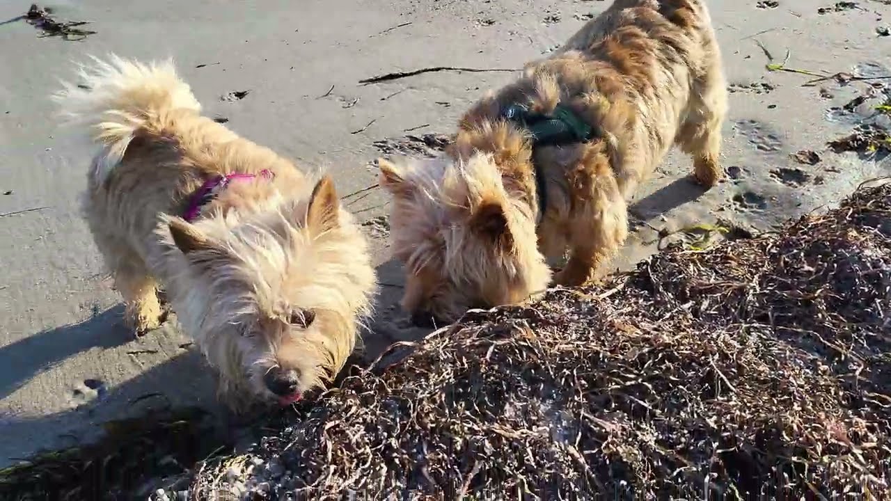 Otto the Norwich Terrier and his sister go for a walk on the beach