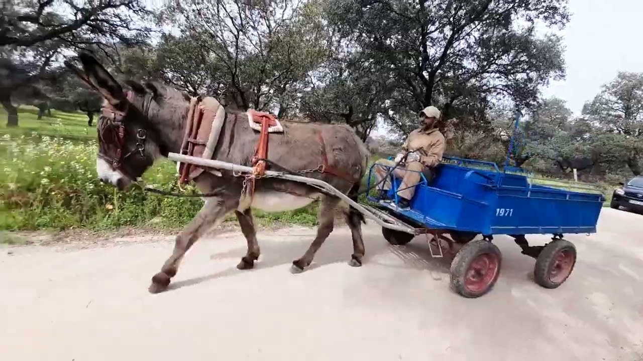 Galera azul Cambia de destino...