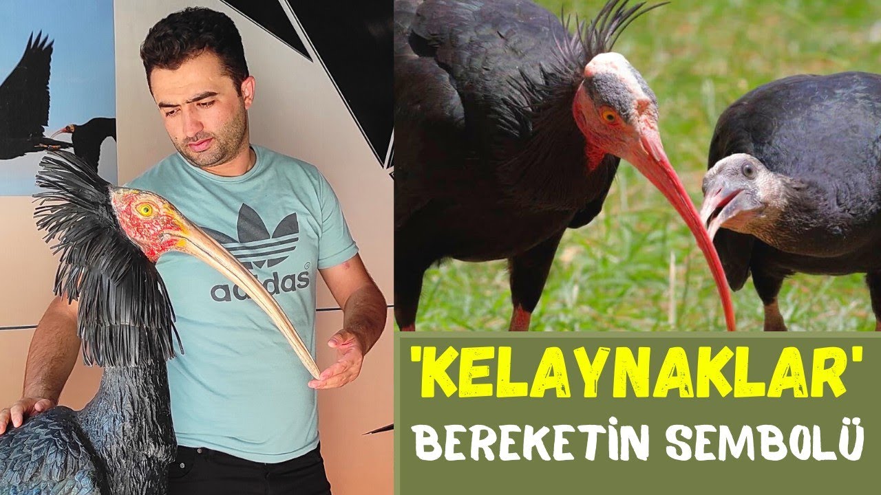 Nesli Tükenmekte Olan Dünya Mirası Kelaynak Kuşları @yildizdervis