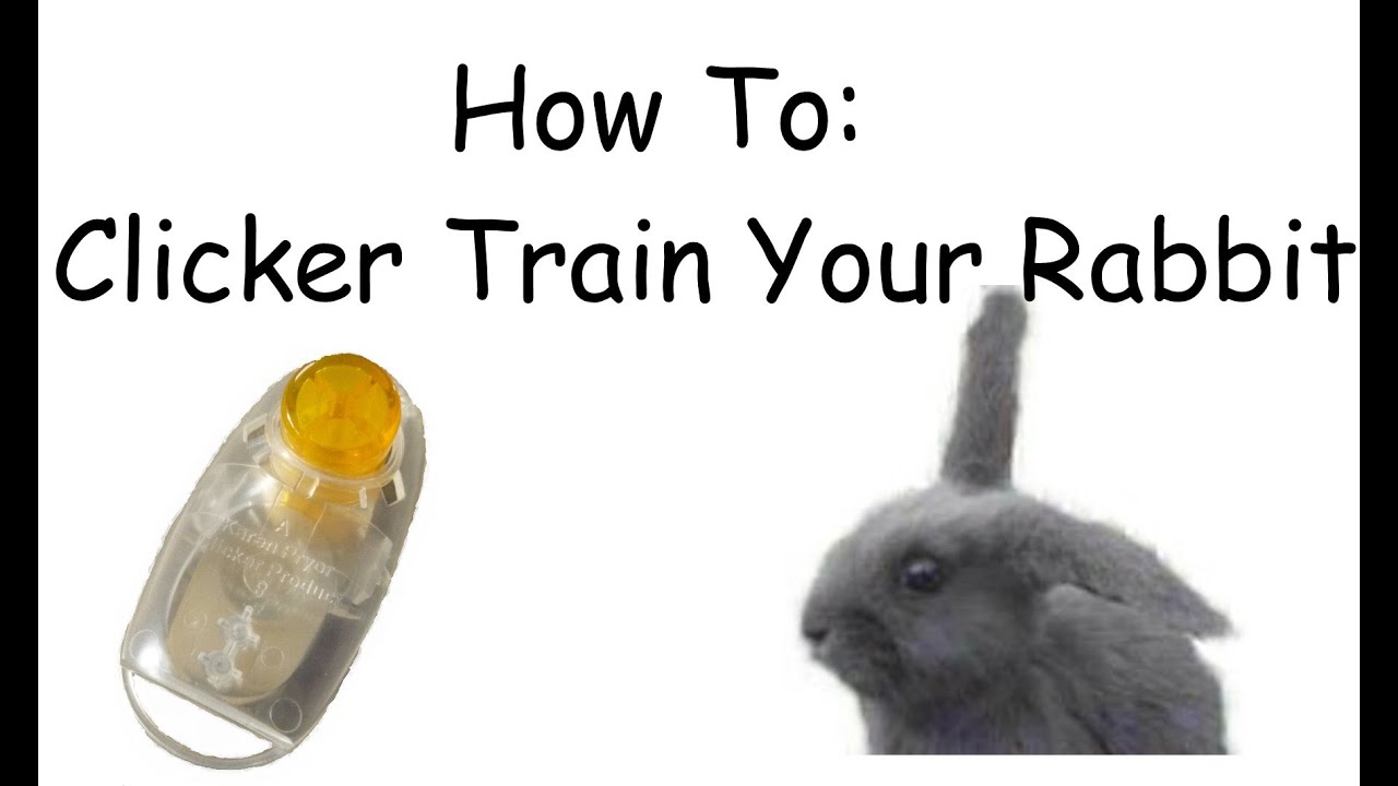 How to clicker train your rabbit