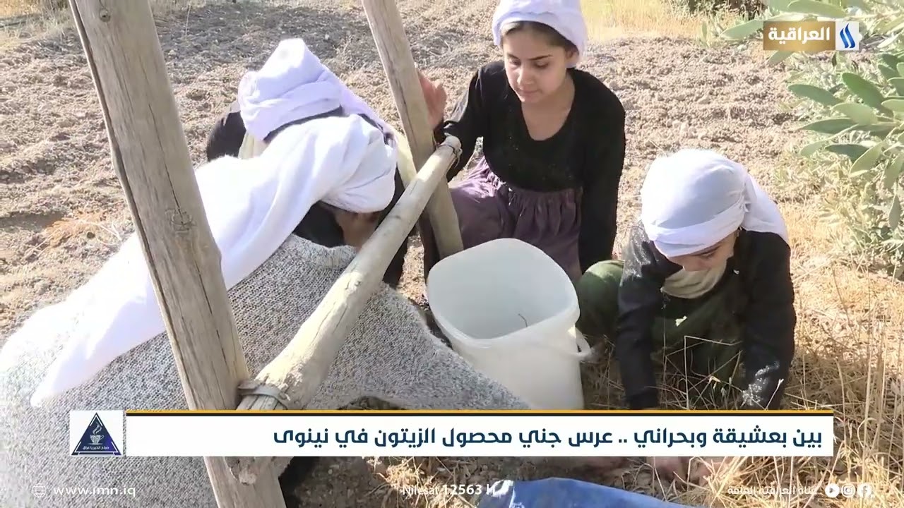 بين بعشيقة وبحراني عرس جني محصول الزيتون في نينوى