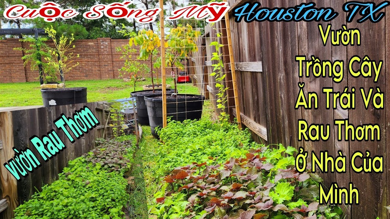 Cuộc Sống Mỹ Houston TX | Vườn Cây Ăn Trái Và Rau Thơm Ở Nhà Của Mình