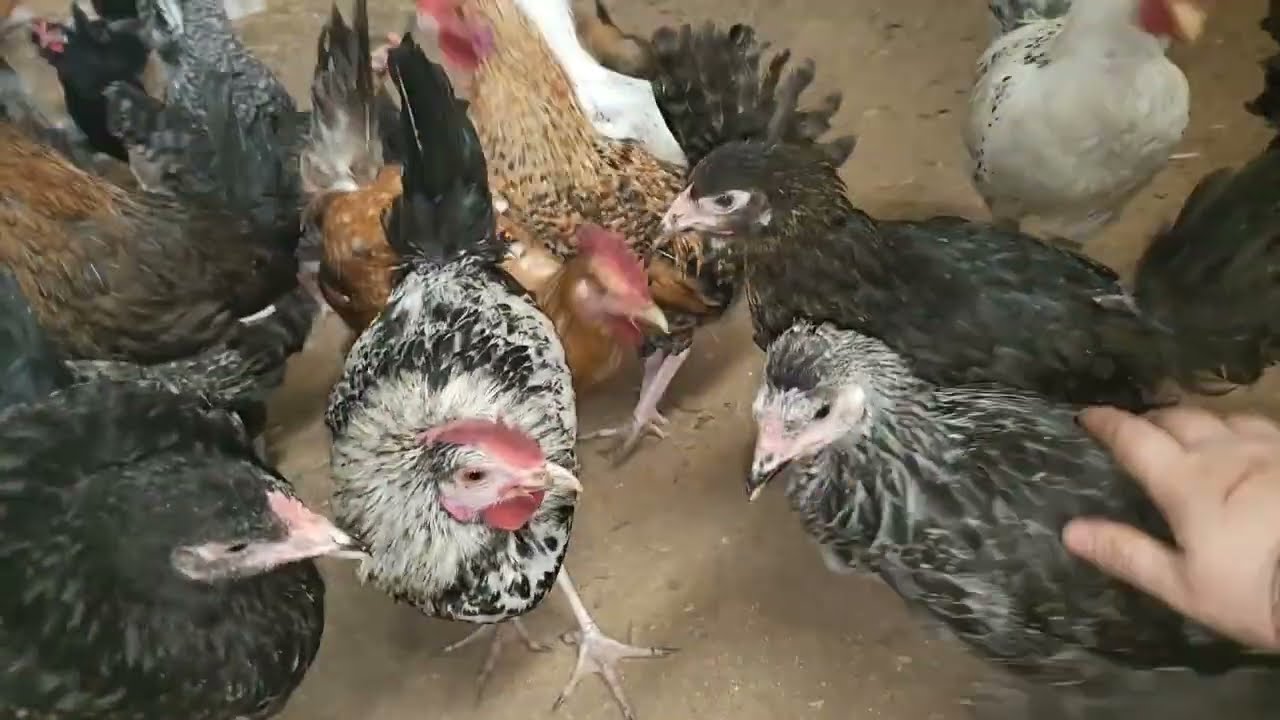 إنتشار مرض خطير يفتك بالدجاج😱 عالج دجاجك قبل فوات الأوان بدواء فعال جدا /ستقضي على المرض في 3أيام 👌🏻