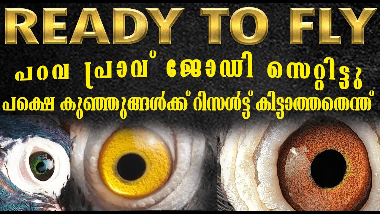 പറവ പ്രാവ് ജോഡി സെറ്റിട്ടു പക്ഷെ കുഞ്ഞുങ്ങൾക്ക് റിസൾട്ട്‌ കിട്ടാത്തതെന്ത്