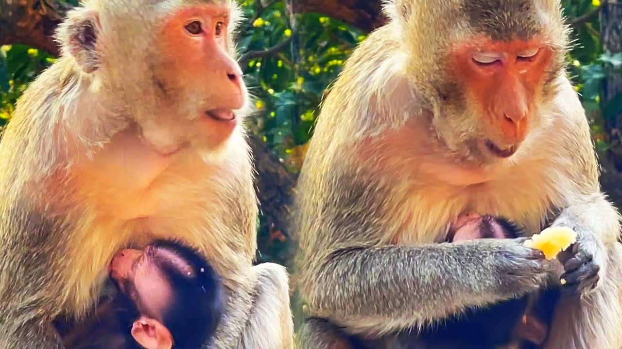 Mother eat to produce milk for baby, but they are afraid that someone will interfere with them.