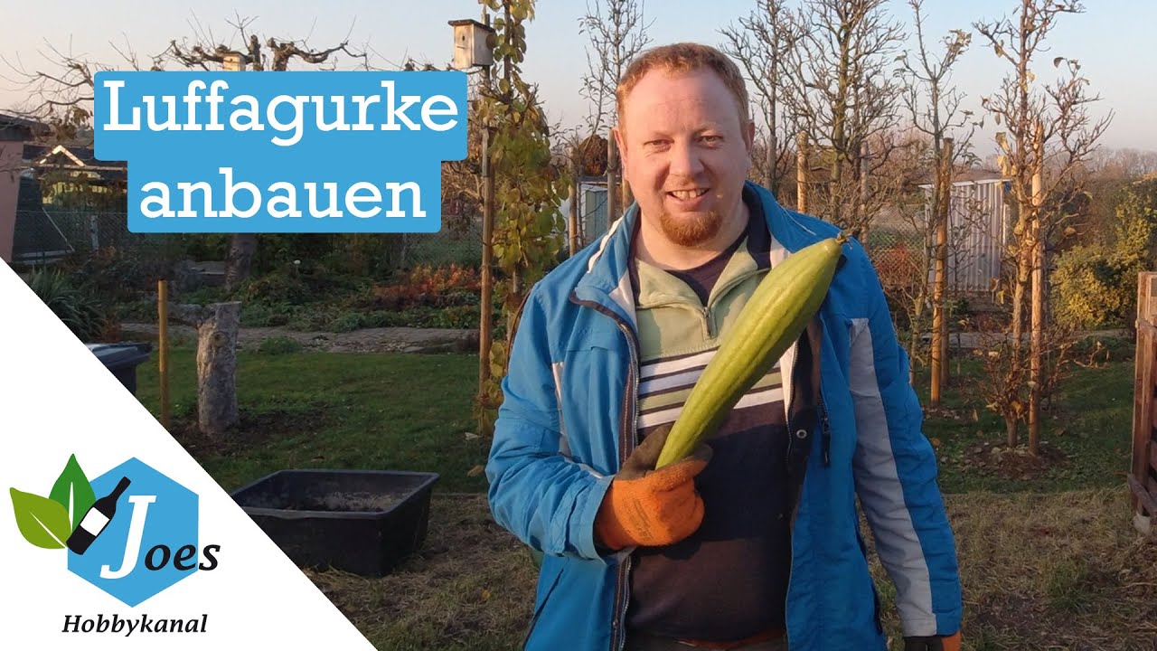 Luffagurke anbauen – die Schwammgurke von Aussaat bis Ernte verfolgt