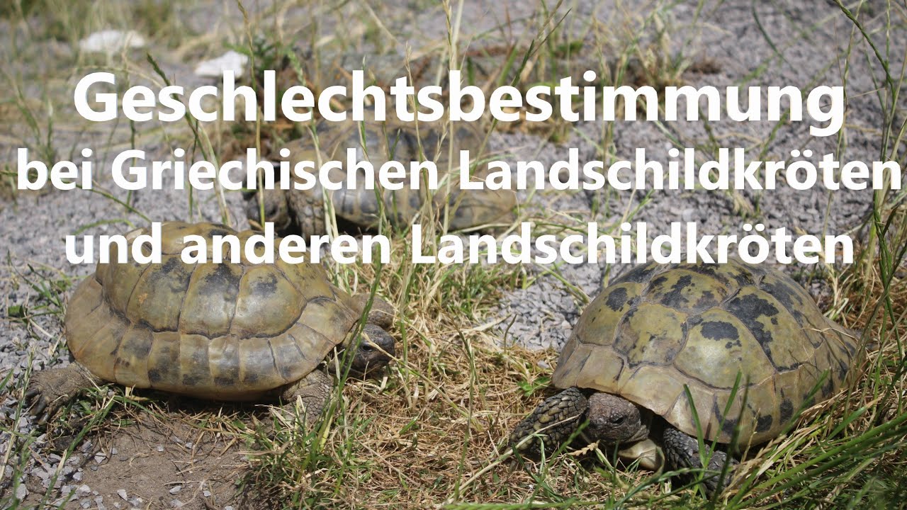 Männchen oder Weibchen bei Griechischen und anderen Landschildkröten (Testudo hermanni boettgeri)