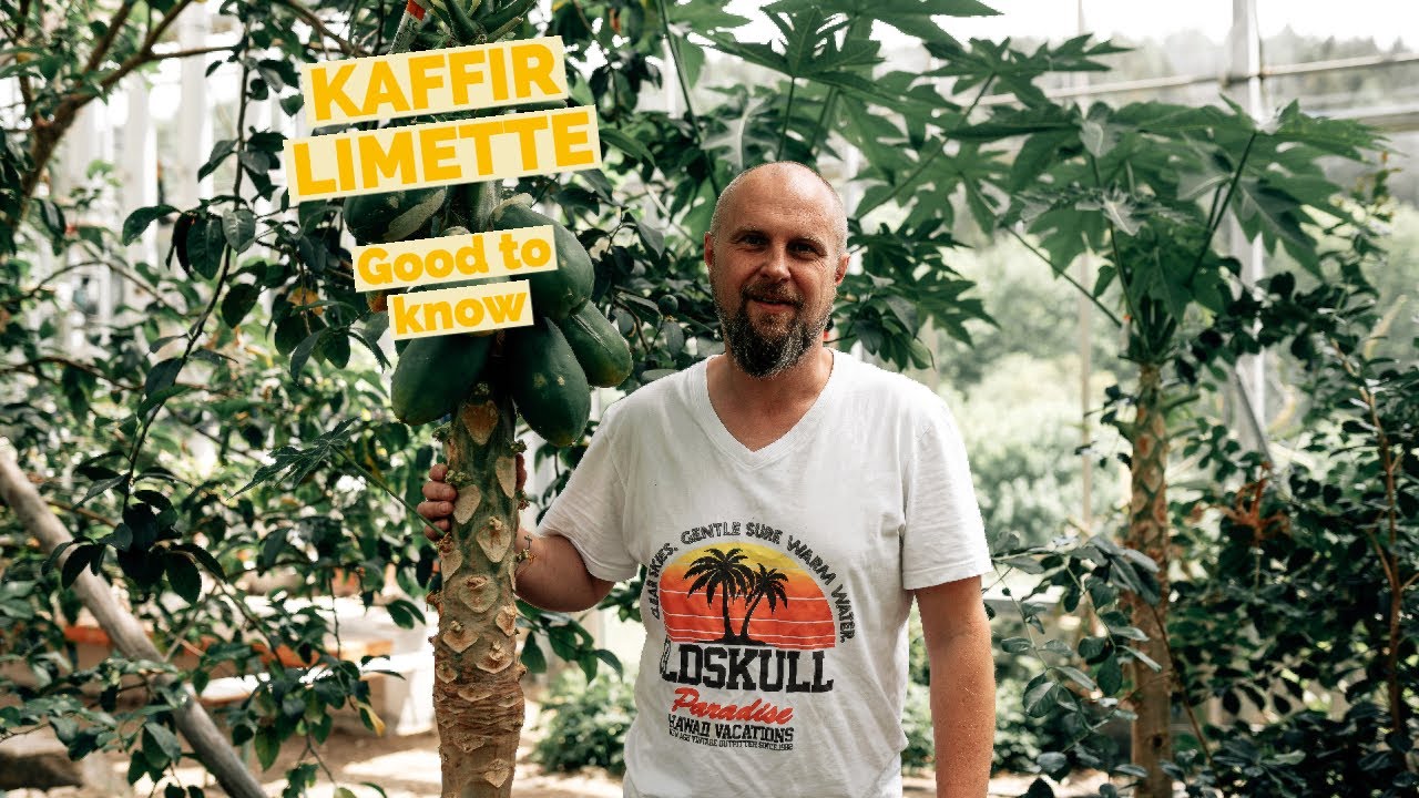 Kaffir Limette - Was gibt es zu wissen? | Pflege & Aufzucht | Zitrusfr&uuml;chte Teil 1