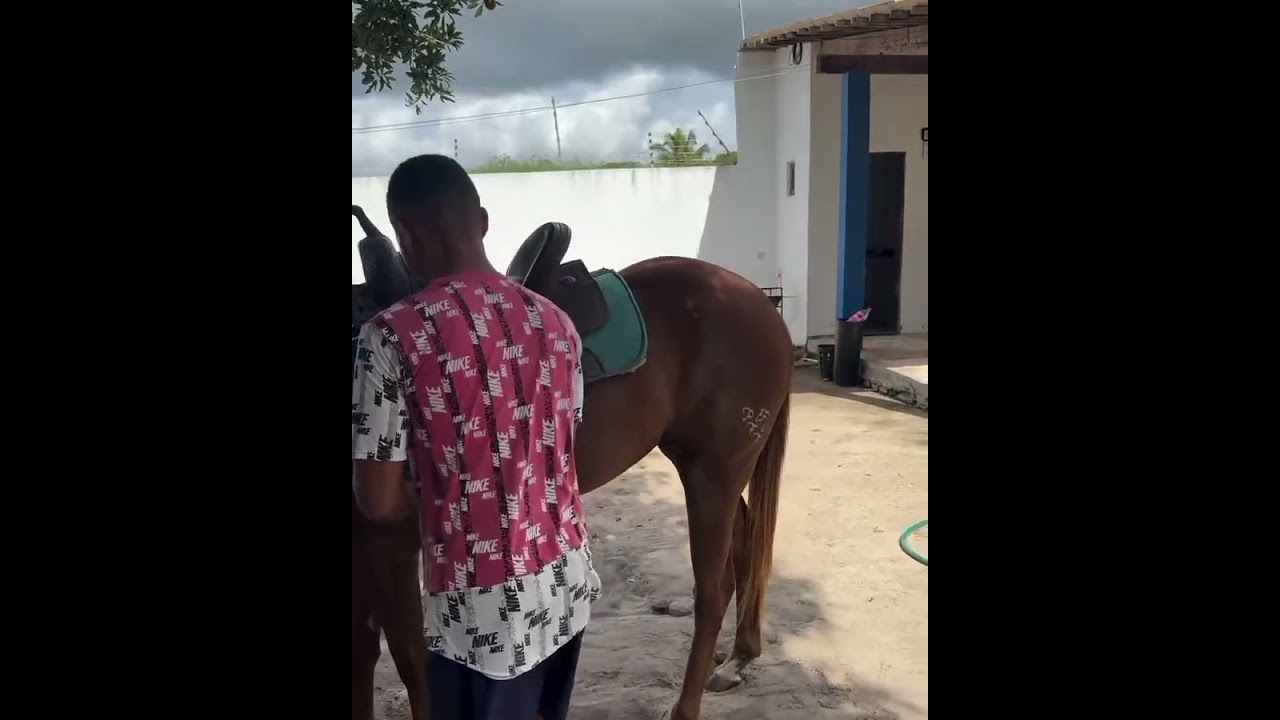 MARDÔNIO FI NA LIDA HARAS COM SEU ANIMAIS POTRA TÁ UMA MÁQUINA 