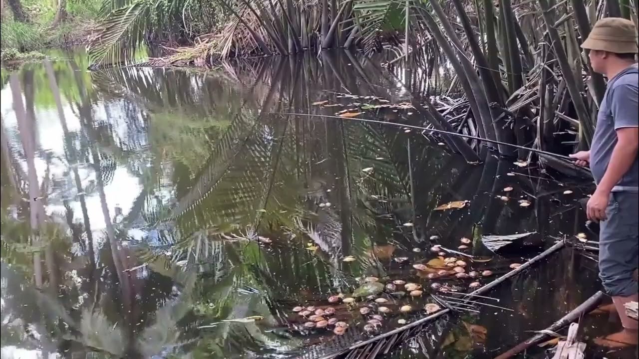 Tak Disangka! Rawa Ini Penuh Ikan Mujair | Uncovering a Secret Swamp Full of Tilapia