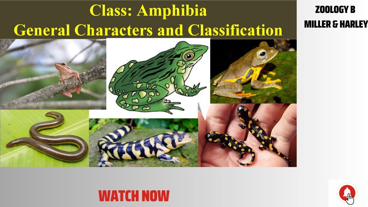 Class Amphibia
