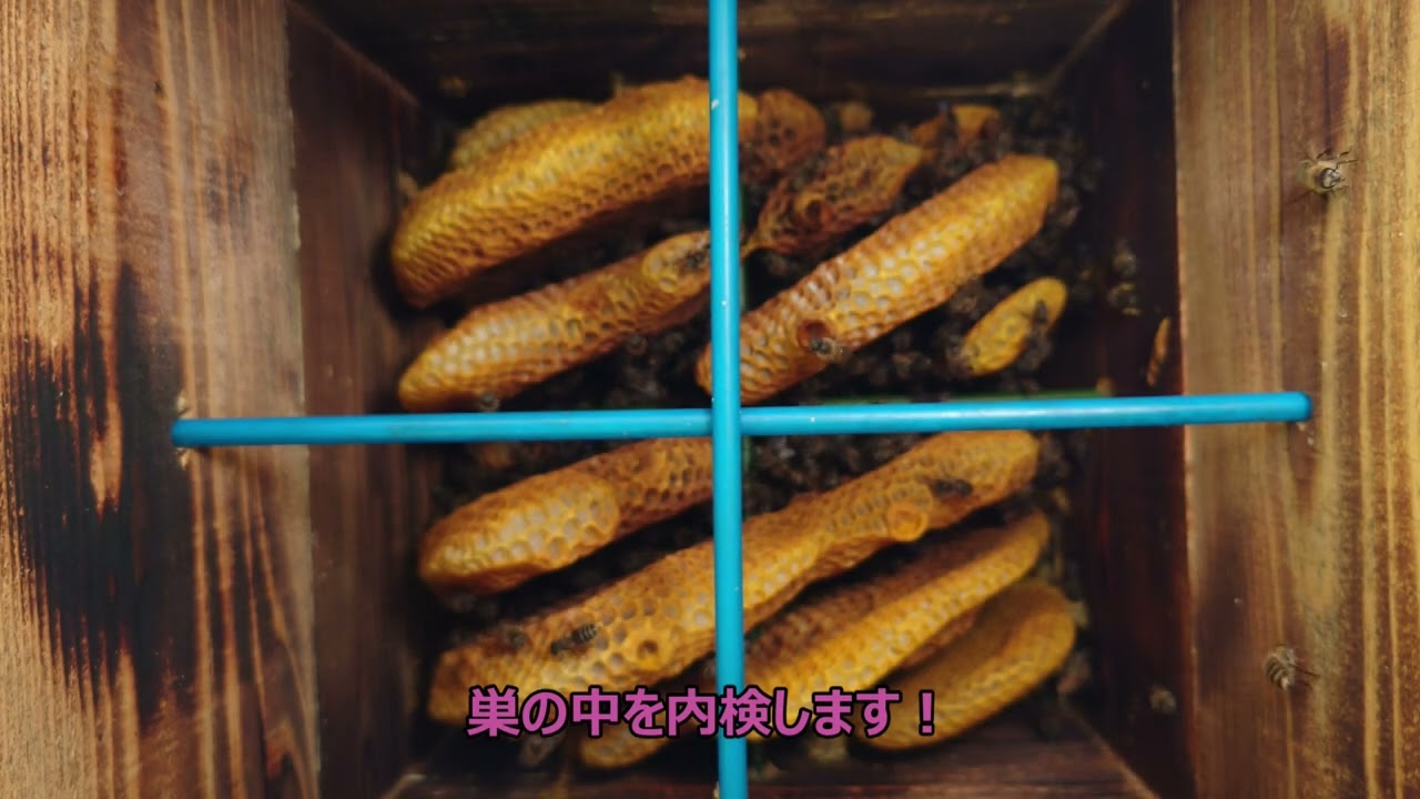 日本蜜蜂の継ぎ箱をしました。愛媛AIを巣箱全体にスプレーしました。八海山の酒粕で作った給餌、アカリンダニ対策でクリスタルメントールを入れて有ります。