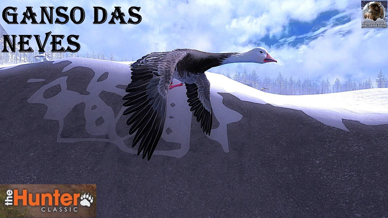 The hunter classic, animal status in focus - Snow Goose
