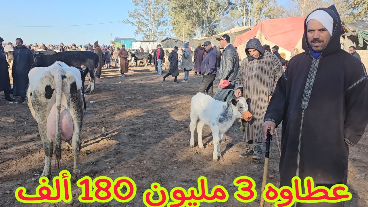 البقرة الوالدة والضارة‼️ في سوق الخميس سلا🇲🇦 السهول 2025\02\06 مع الأثمنة فرجة ممتعة🌟