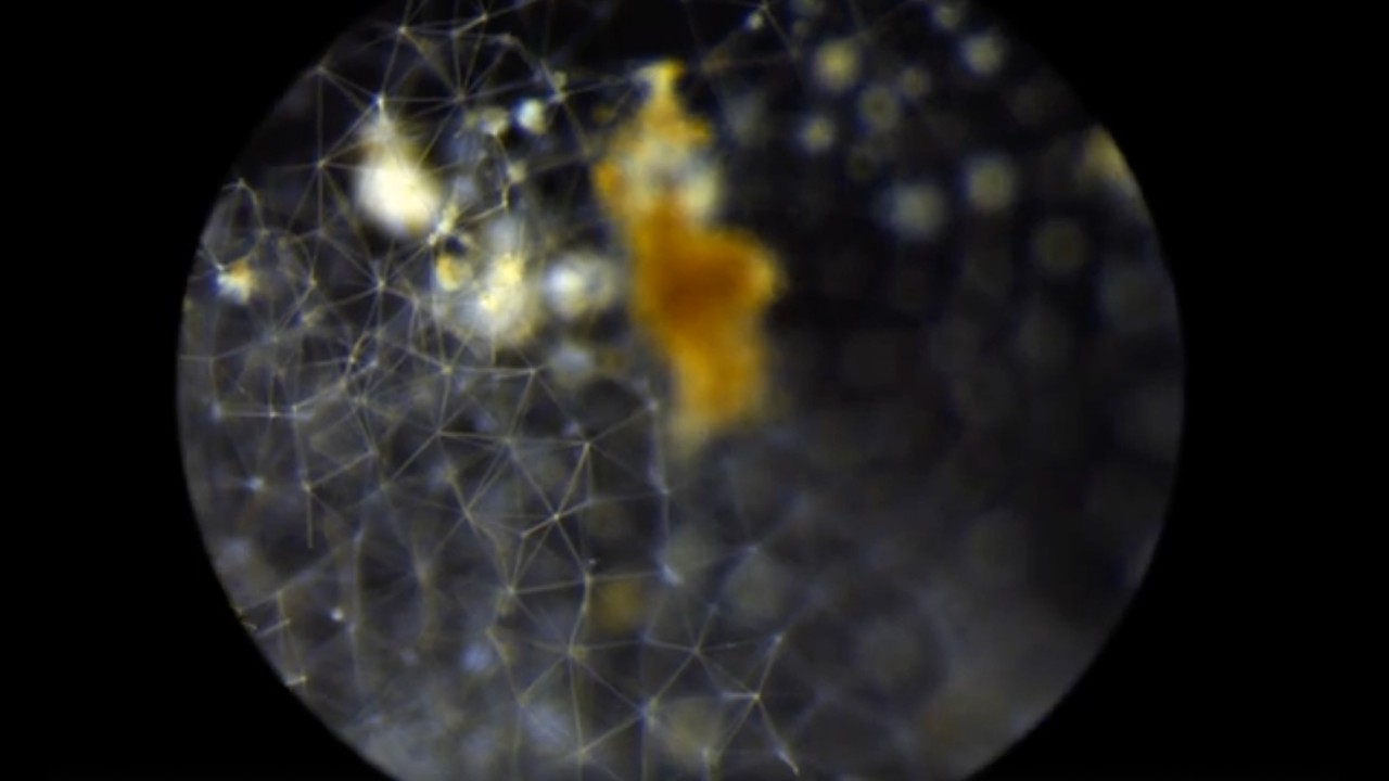 A Closer Look (ft. Colleen Durkin) | Science Story