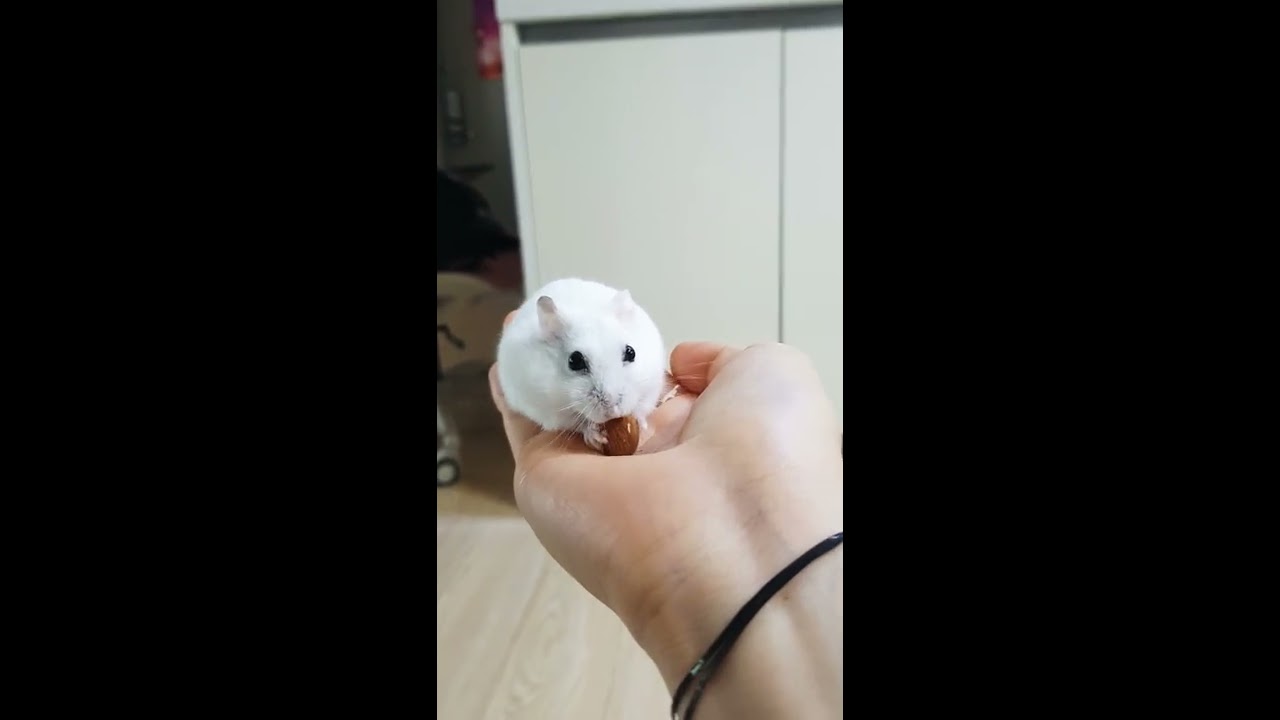 190618 막둥이