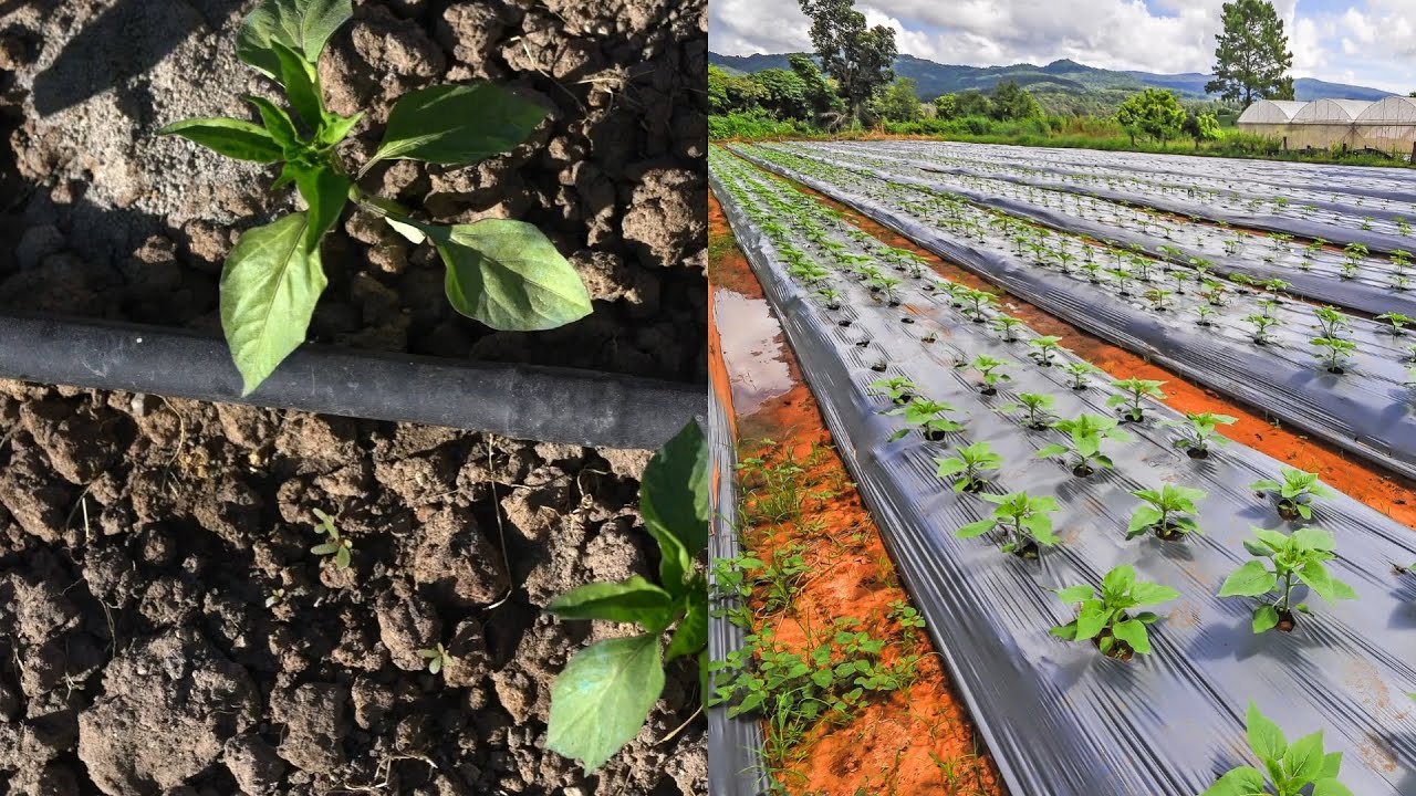 Drip Irrigation with Plastic Mulch.mp4