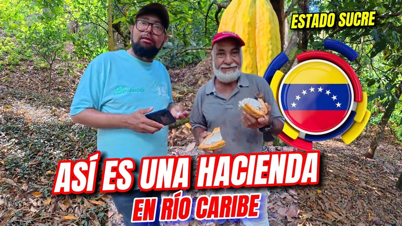 ASÍ es una HACIENDA en RÍO CARIBE y como LA TRABAJAN, VENEZUELA