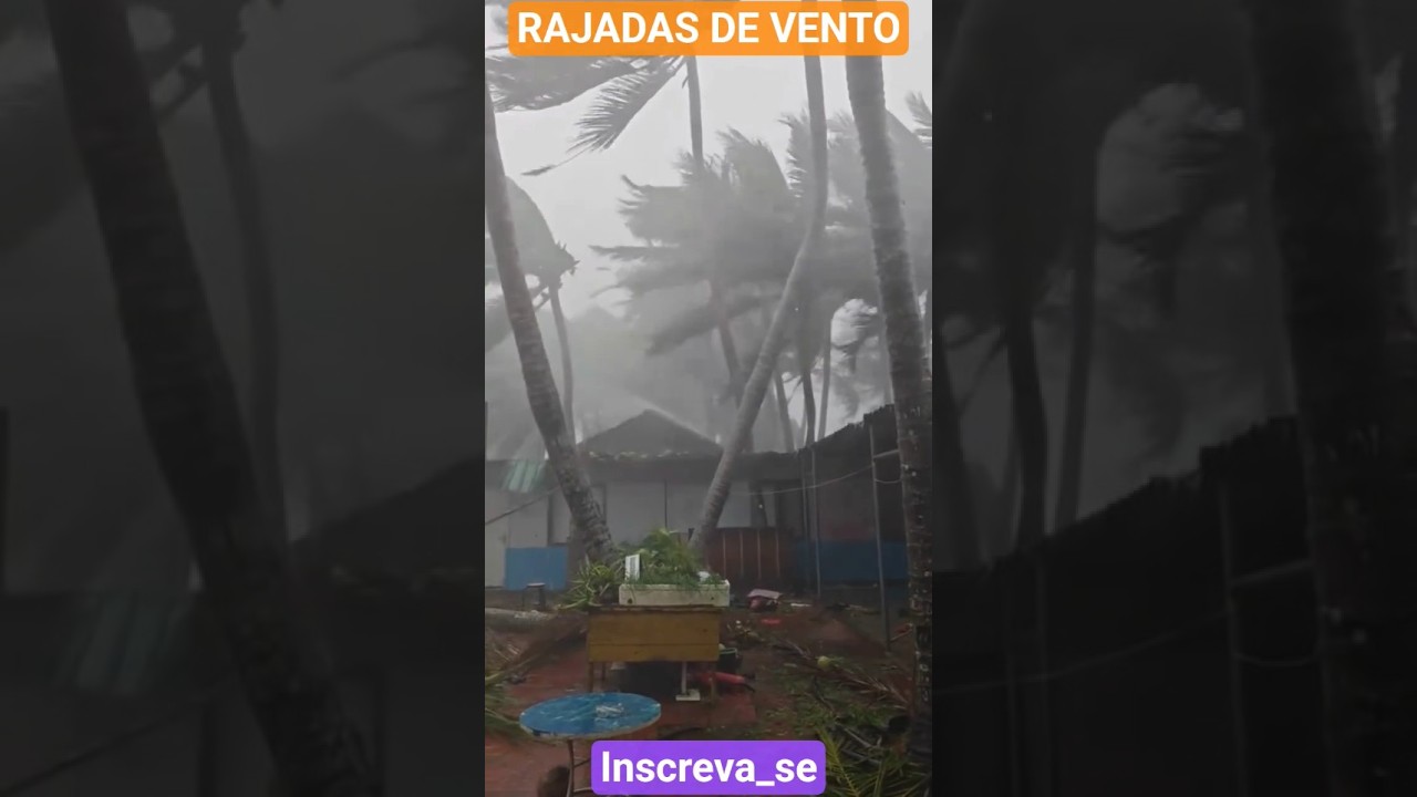 VEJA O QUE UMA RAJADA DE VENTO FORTE FEZ COM ESSES COQUEIROS AQUI EM ALGUM LUGAR NO MUNDO
