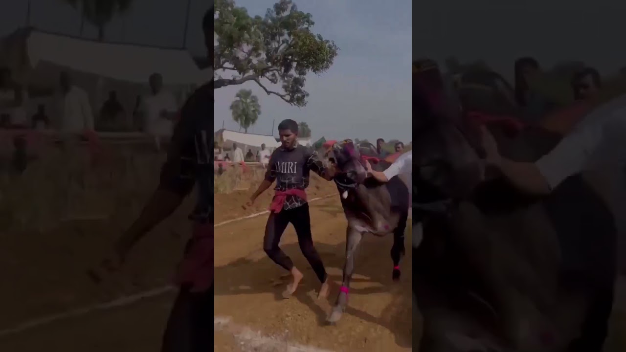 Mathur win👑🔥🔝#viralshort #बैलगाडाlover#mathur #sonya5050 #shorts@Suraj.datilkar@SuplaBoys