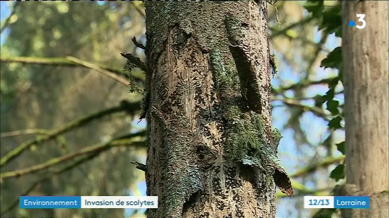 33.000 larves de scolytes par mètre cube de bois