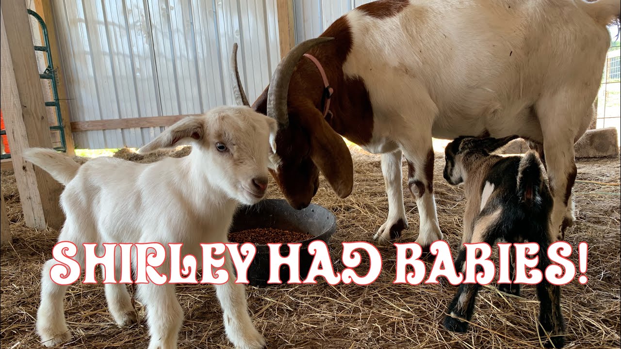 Shirley bird had babies