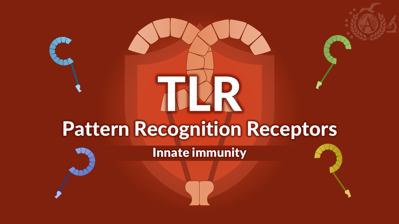 PRR: Toll-like Receptors (TLRs) – Innate Immunity and Signaling Pathways - IMMUNOLOGY