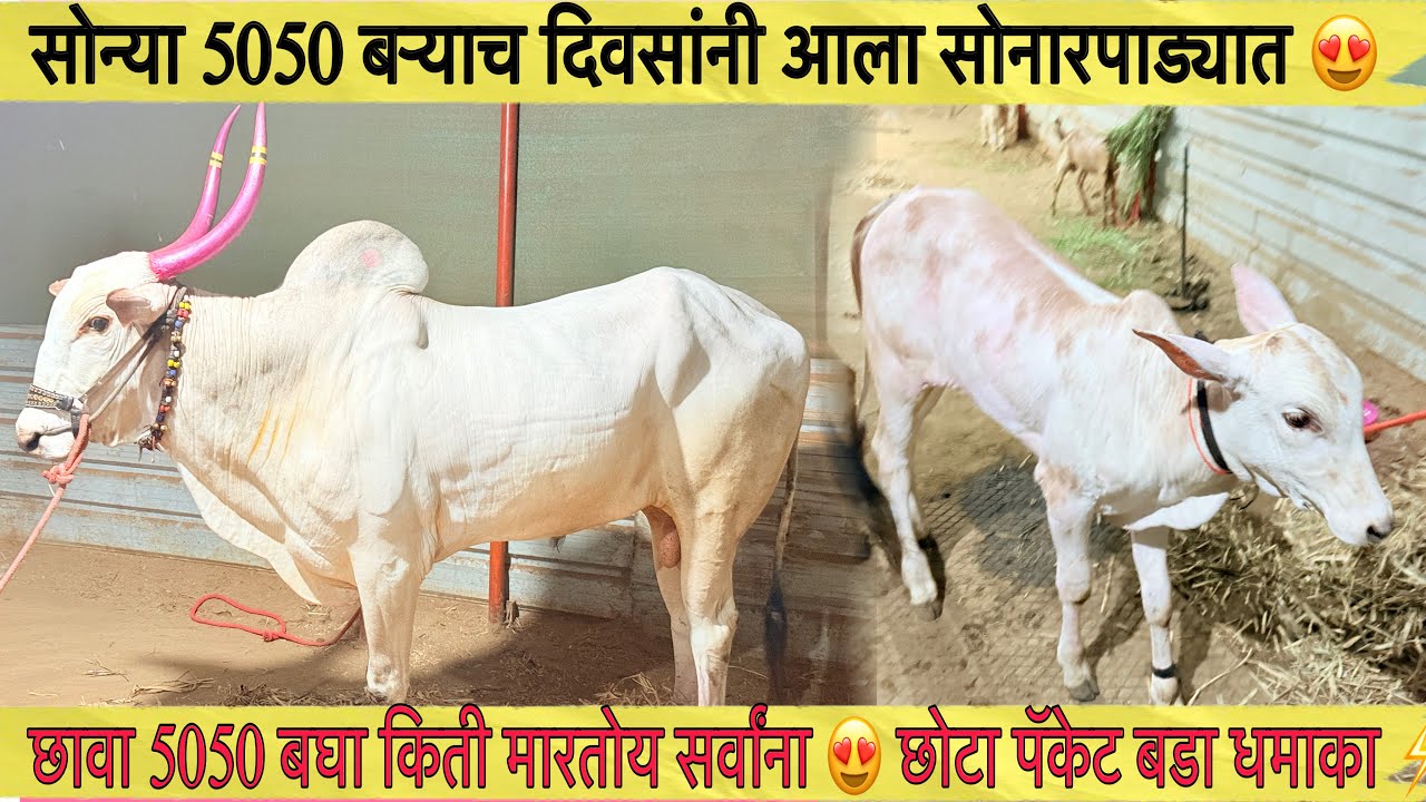 सोन्या 5050 घाटावरून आला सोनारपाड्यात 😍 | छावा बघा किती मारतोय 😱| कोरेगाव मैदानात 5050 दावणीचा कोण ?