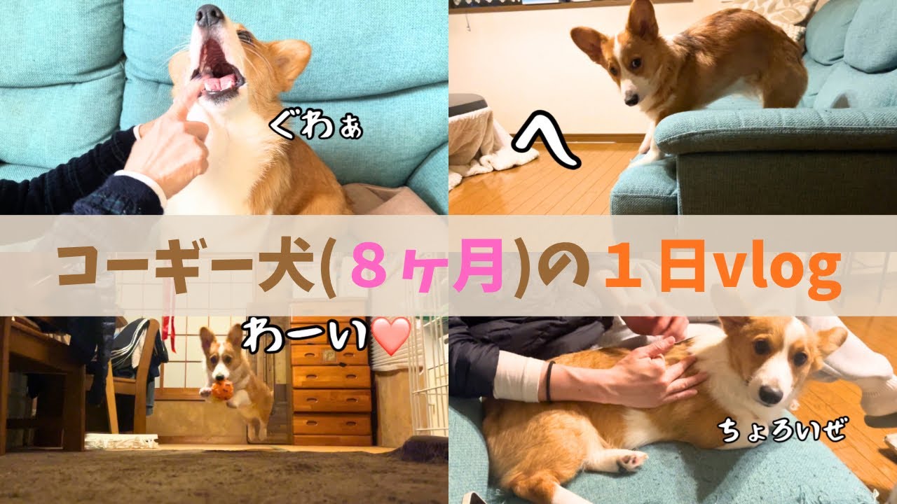 【コーギー犬】生後８ヶ月コーギー犬の日常ルーティン| 犬の日常【犬のいる暮らし】犬の成長