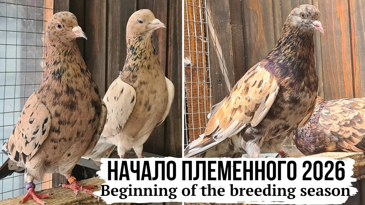Как формирую пары | Начало племенного сезона 2026 | Бакинские мраморные голуби | St / Almond pigeons