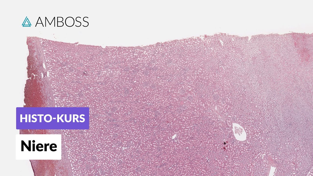 Histologie Niere - Mikroskopische Anatomie - AMBOSS Video