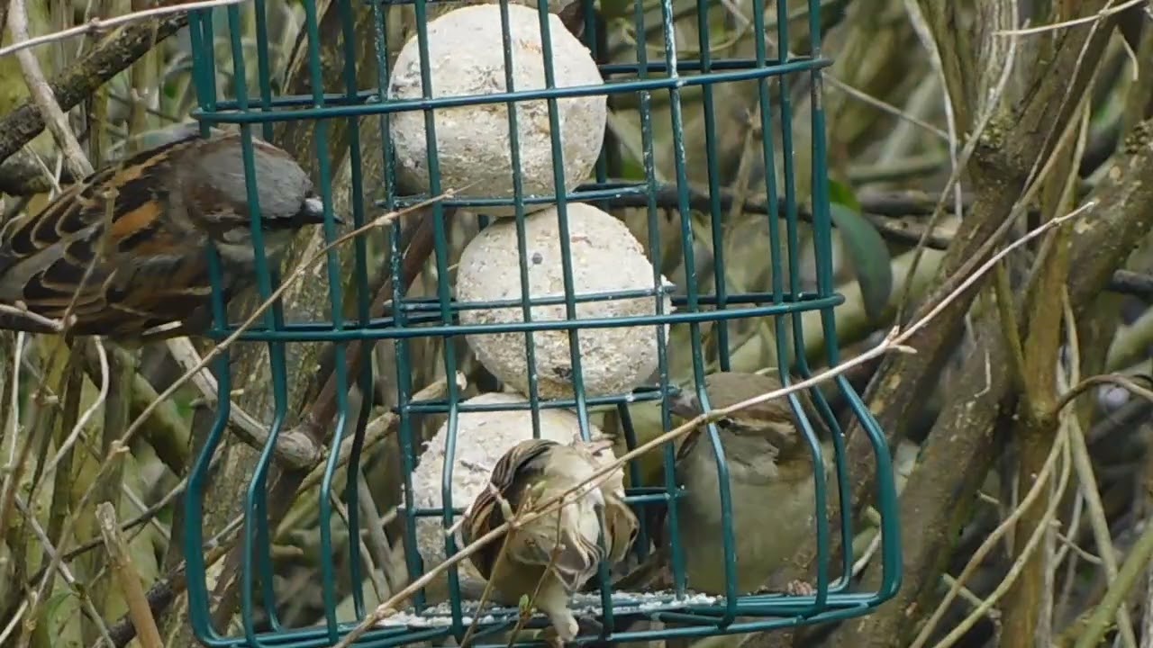 Fat Ball feeder in its new location