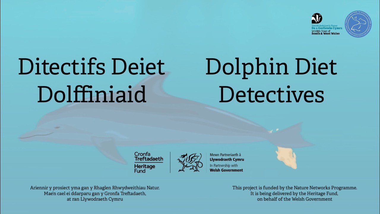 CBMWC Dolphin Diet Detectives Animation