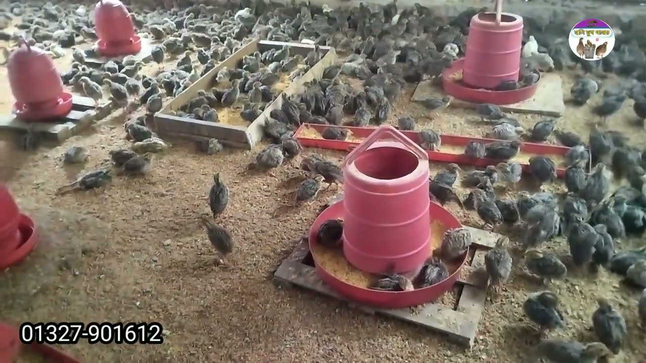 ১৫ দিন বয়সের অরজিনাল জাপানি জাতের কোয়েল পাখি বিক্রি করা শুরু। যোগাযোগে স্ক্রিনে দেখানো নাম্বারে।