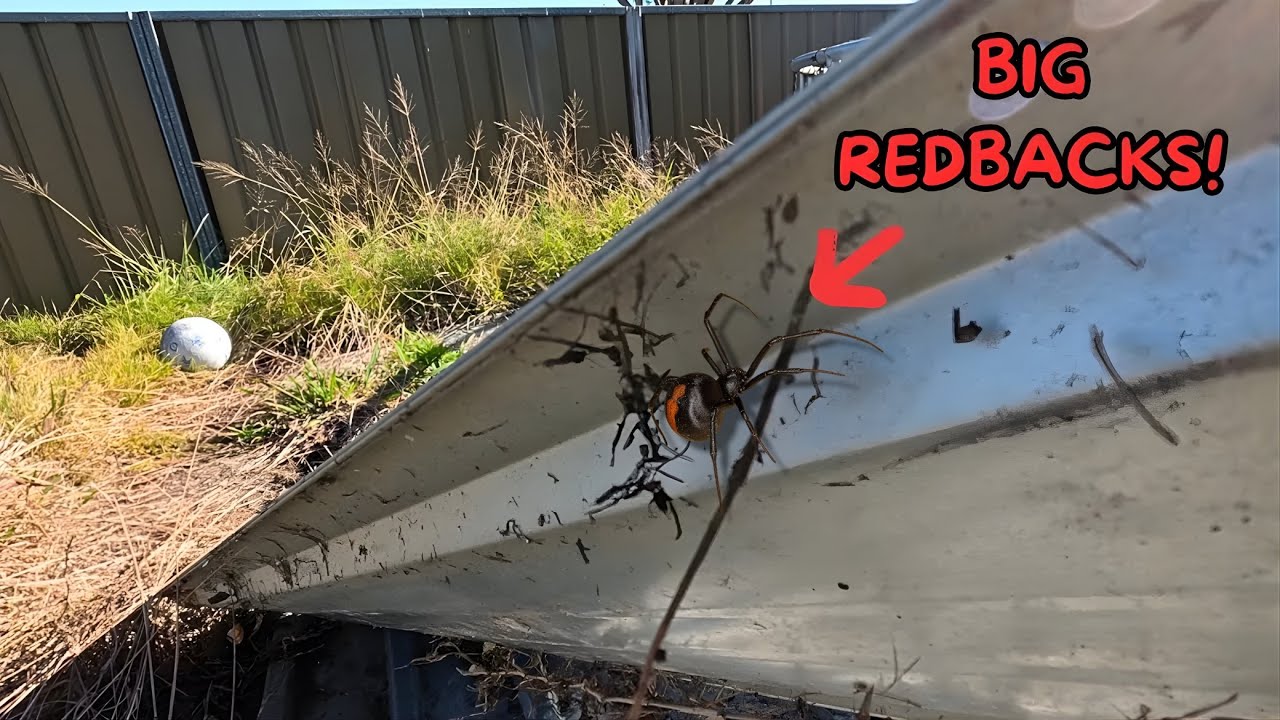This Abandoned Aussie Yard Hid a DEADLY Surprise… Redback Restoration Part 1