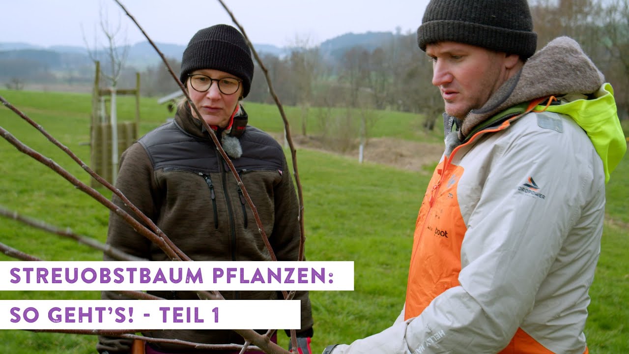 Streuobstbaum pflanzen: So geht's!