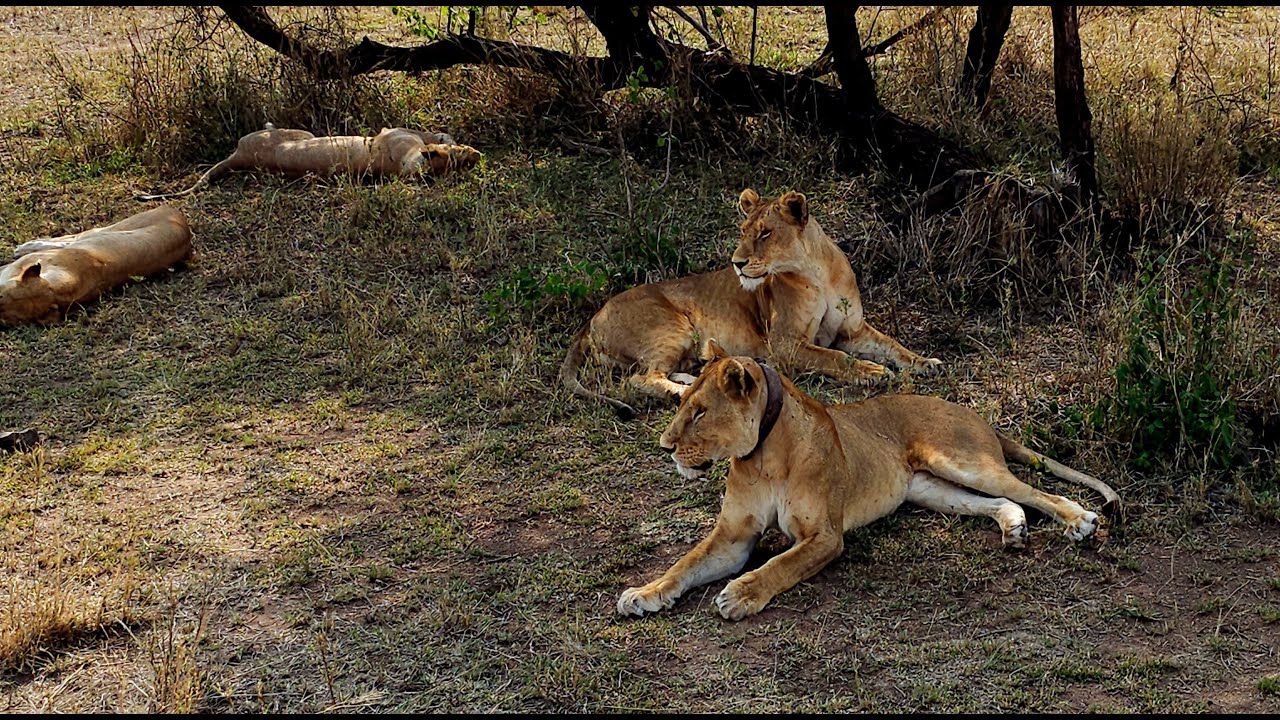 Tansania 2.  Löwen, Serengeti-Safari, Ballonfahrt,  Ngorongoro.