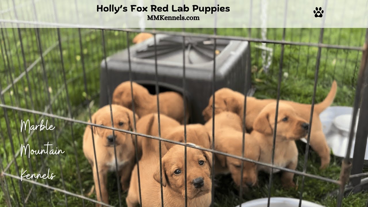 Holly's Fox Red Lab Puppies 10-20-25 