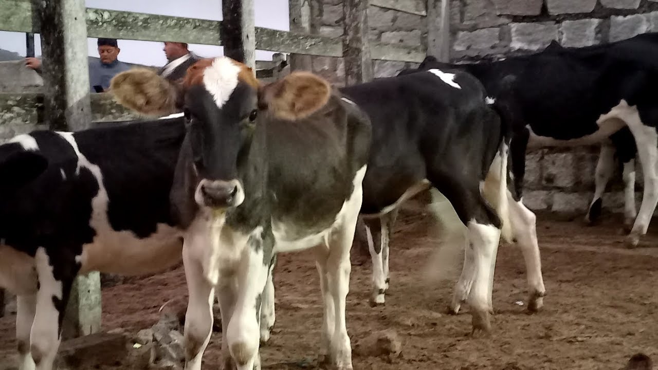 Feira das Bezerras Capoeiras Pe.06/03/26