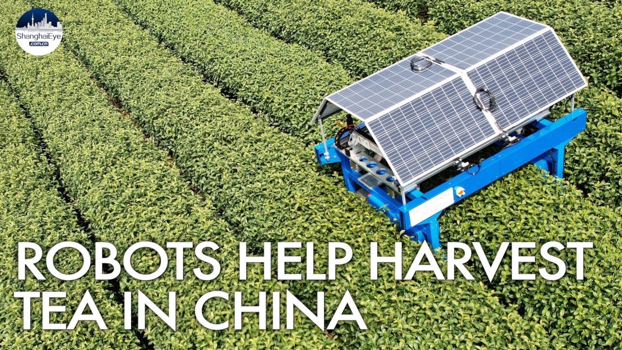 Robot tea picker assists in Longjing green tea harvest